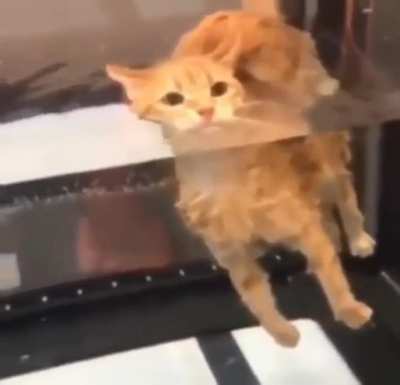 cool cat video to break up your browsing