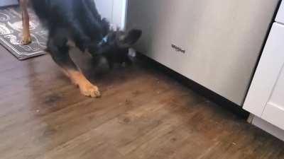 [OC] Cooper, as a puppy, expressing his dislike for a piece of strawberry.