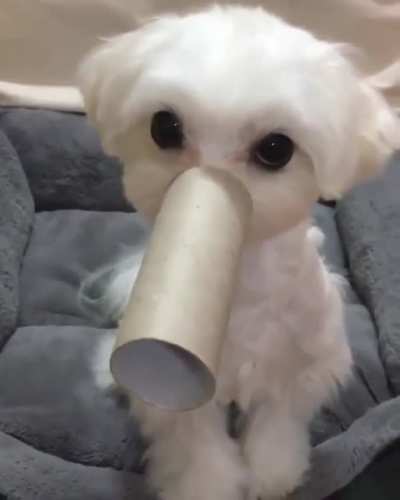Elephant: a 