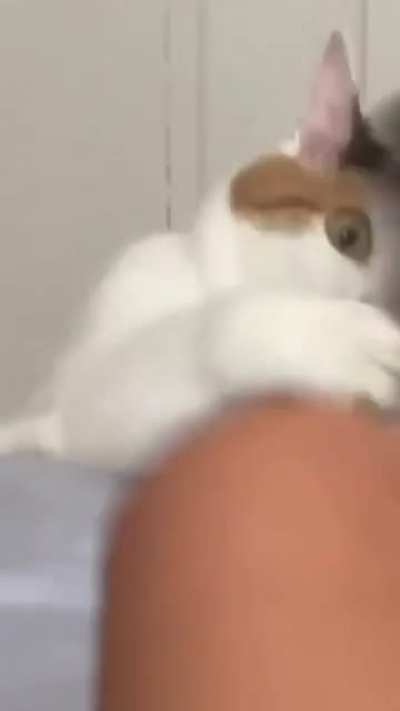 The cat’s face…