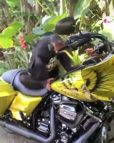 Monkey being casually cool