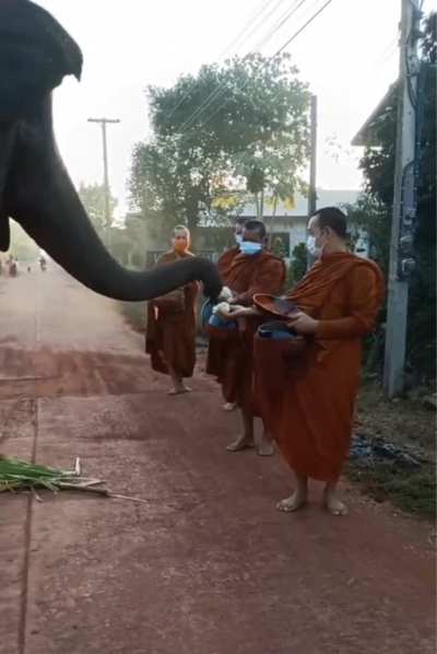 🔥 Elephant collects food from Buddhists