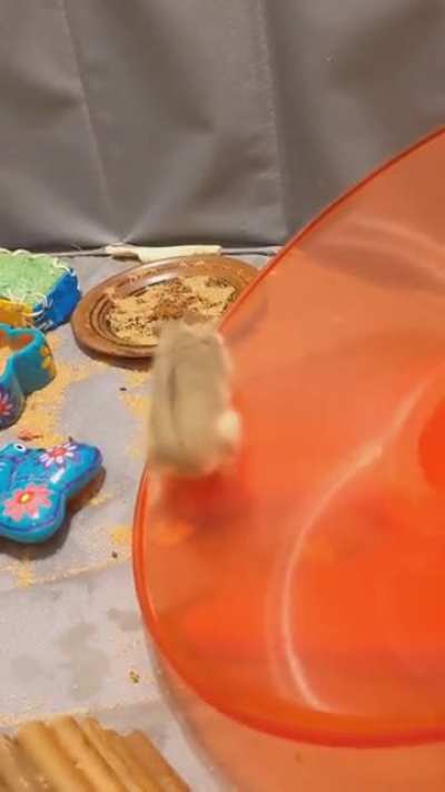 Hamster running in place ridiculously