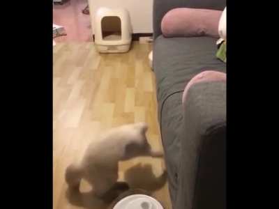 O Gato ta Maconhado