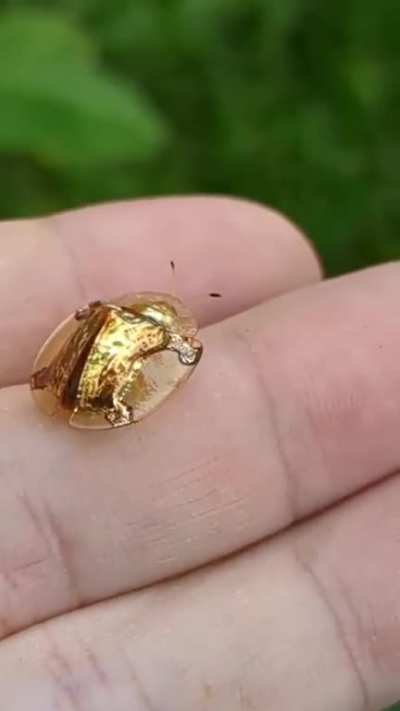 It's coin bug season again in Japan