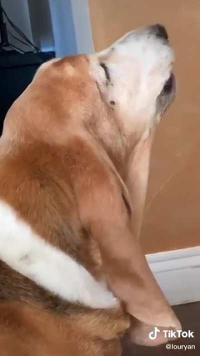 DogsOnAutotune
