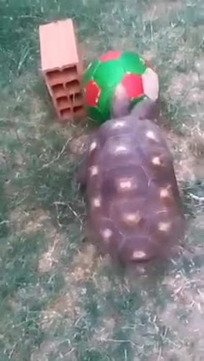 Mpabbe 😱😱🐢🐢