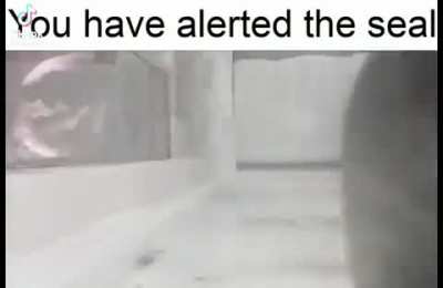 🦭