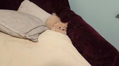 In less than 30 seconds this kitten committed crimes of such extreme cuteness and derpiness at I don't think I will ever recover.