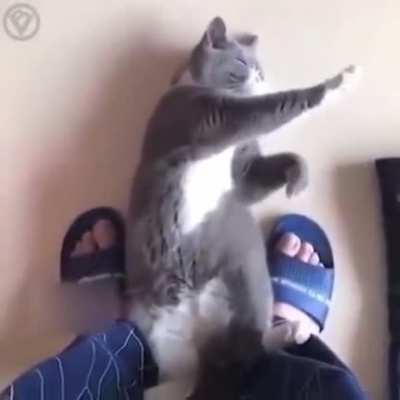 Tai chi partner