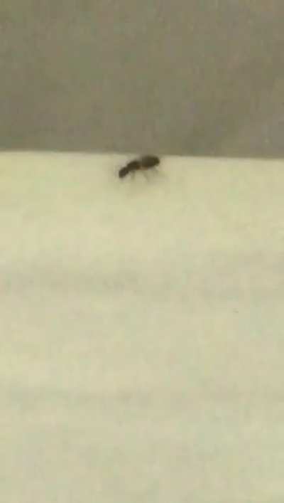 Flying ant