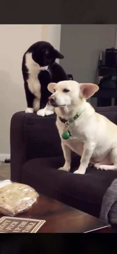 Cats are evil