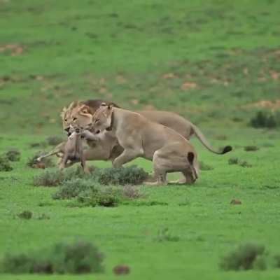 The Hopeless Last Moments Of Baby Antelope's Life.