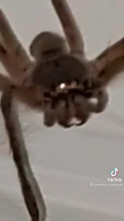 She’s not really afraid of spiders