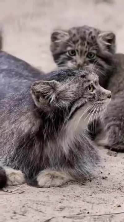 Have a family ,, it'll be fun
