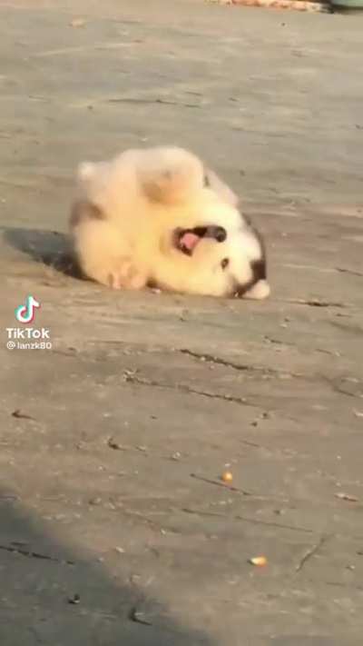 cuteness overload