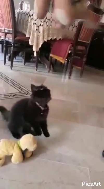 Cat Attack