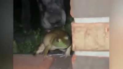 Frogs reaction to dog spooking it