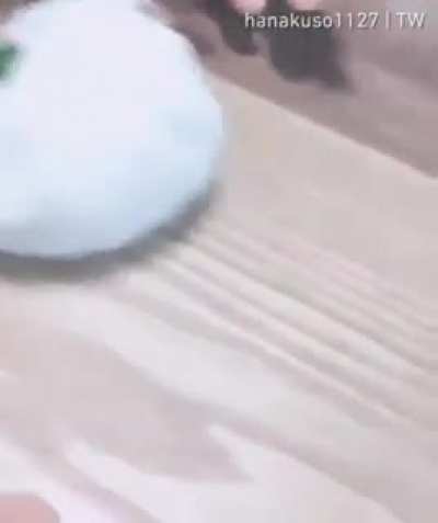 Let's play hamster ball today