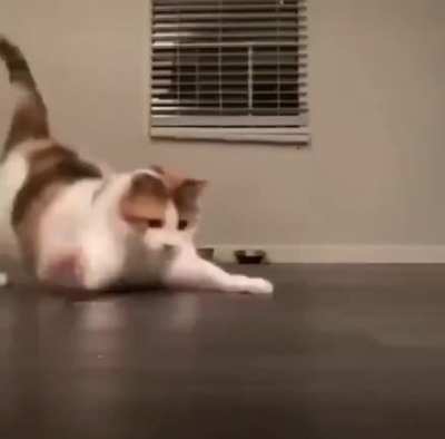 meow_irl