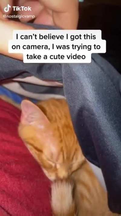 Aww…. Look at the quiet little sleeping kitten… well maybe