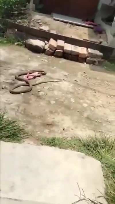 Some snake baby is in big trouble!