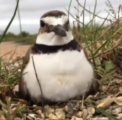 WarmBirb