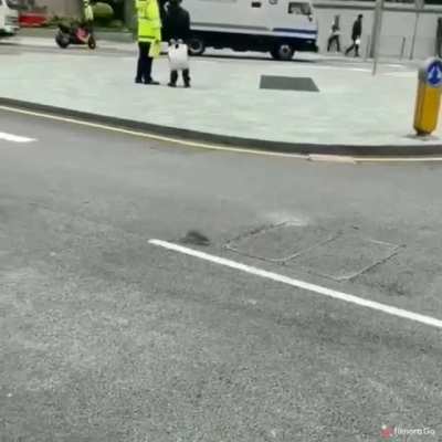 Chase the bird