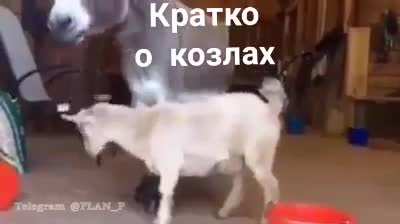 Козлы