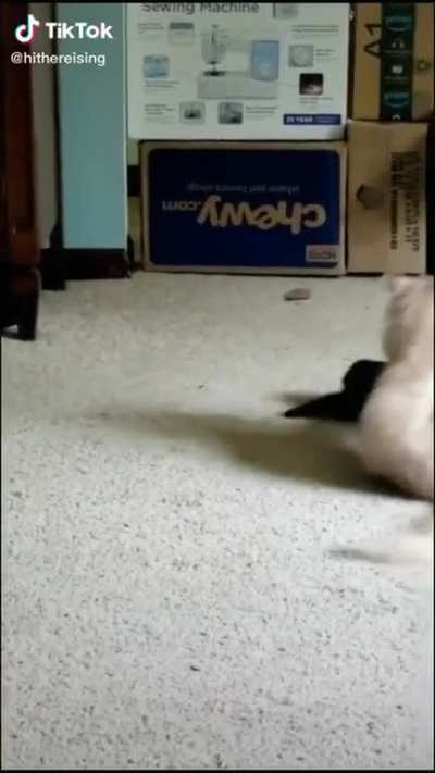 touch tha kitten