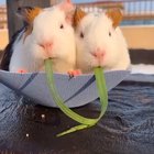 Two little cuties