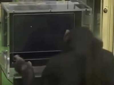 Chimpanzees Demonstrating Incredible Memorization Skills Ordering Random Numbers Better Than Humans!