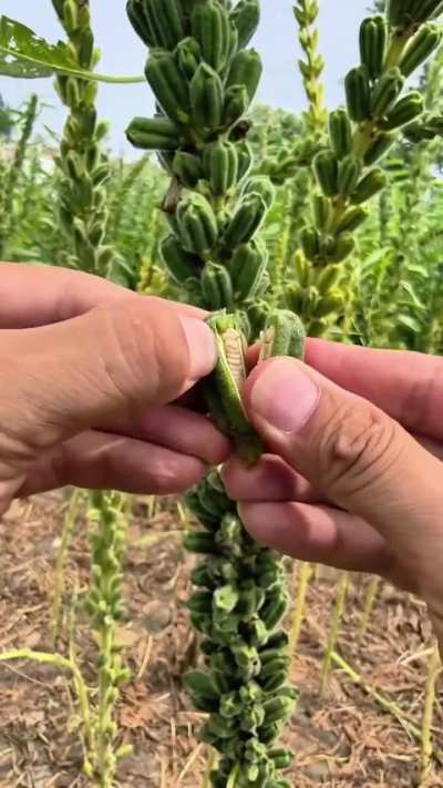 This is how sesame seeds are grown