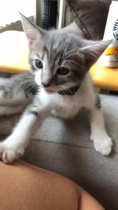 It’s been a week since we got anakin from the grocery store parking lot. He has a lot to say.