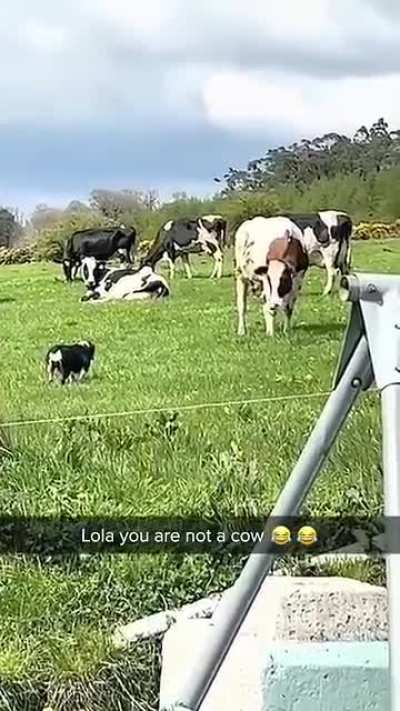 Fearless doggo