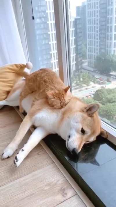 inNOCent doG SuCked drY BY hunGRy vAMPire