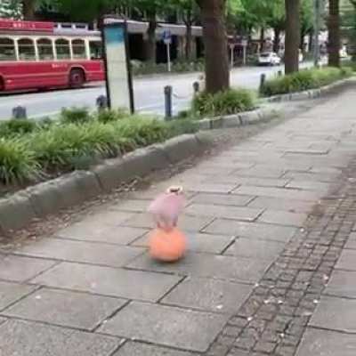 Wondering walking with the ball