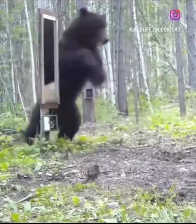 Bear sees his reflection in a mirror
