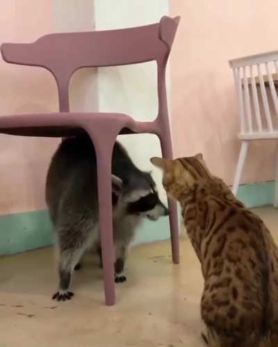 RAccoon vs cat