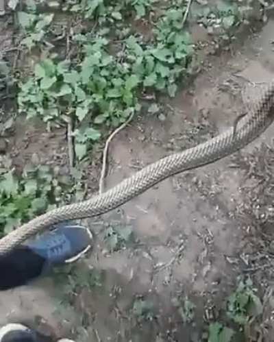 Бля