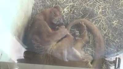 A Dreaming Fossa