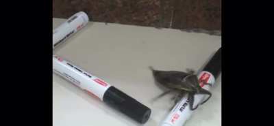 He really was going to town on that marker