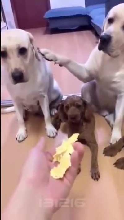 Dogs understanding human language
