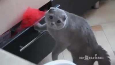 Спалился