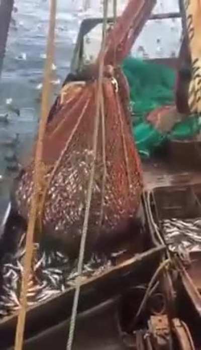 Lots of fish