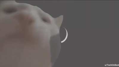 Cute Kitty