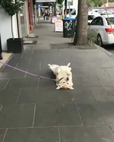 Yes sir I am late to work but this was a petting emergency