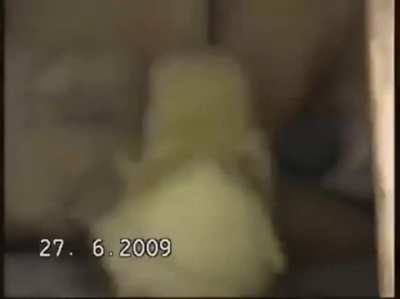 Dog eating chicken
