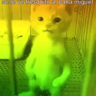 Se le ve muy