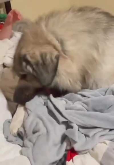 Helping to make the bed.
